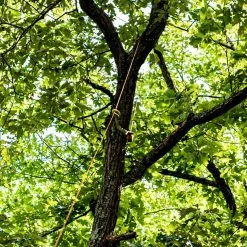 Rope Teufelberger DynaGLIDE