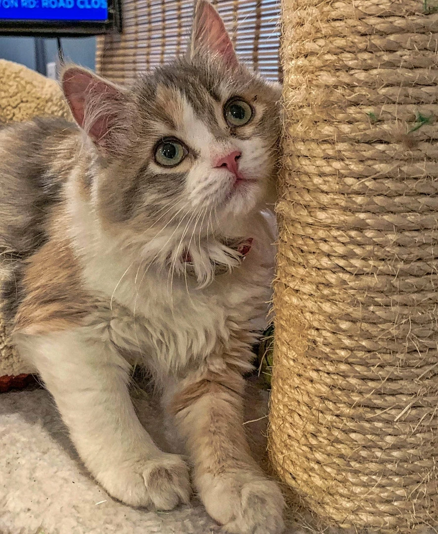 SGT KNOTS Cat Scratch Post Rope 6 SGT KNOTS Cat Scratch Post Rope