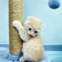 SGT KNOTS Cat Scratch Post Rope 10 SGT KNOTS Cat Scratch Post Rope