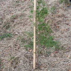 SGT KNOTS Supply Co Natural Grass Cord (12-Pack)