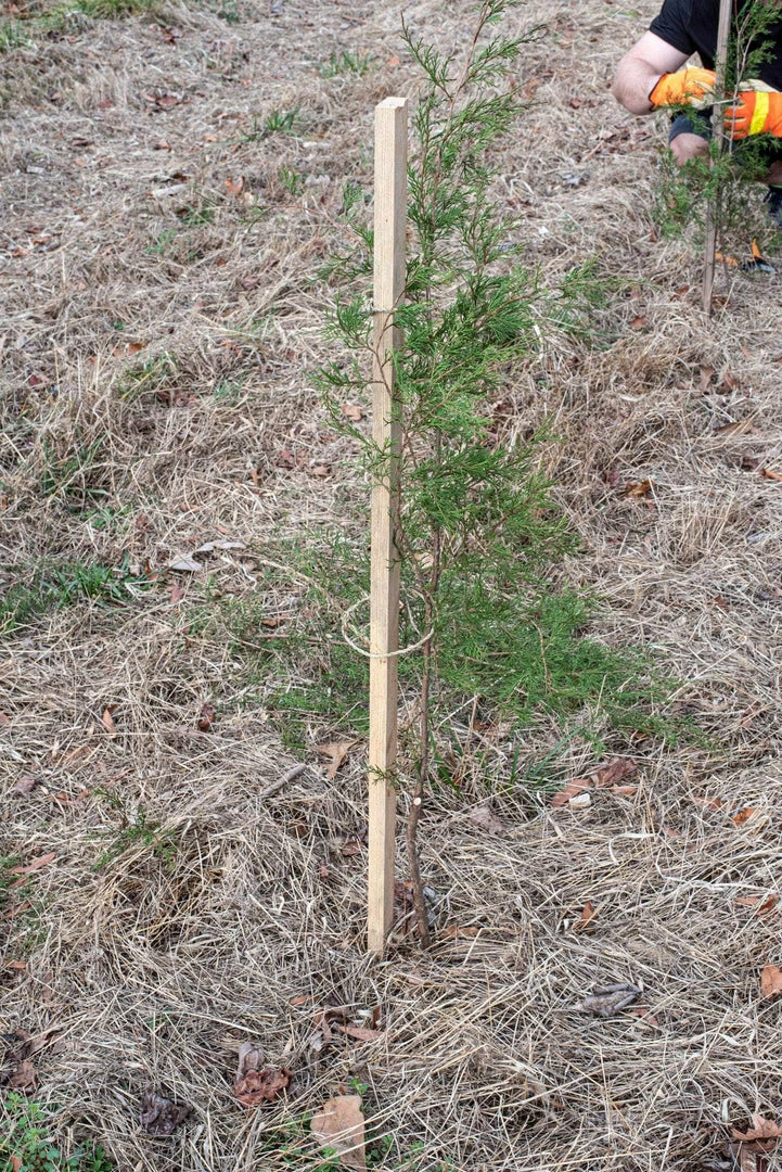 SGT KNOTS Supply Co Natural Grass Cord 10 SGT KNOTS Supply Co Natural Grass Cord