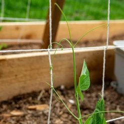 SGT KNOTS Cotton Pea Twine 6 SGT KNOTS Cotton Pea Twine