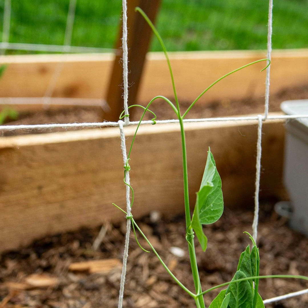 SGT KNOTS Cotton Pea Twine 3 SGT KNOTS Cotton Pea Twine